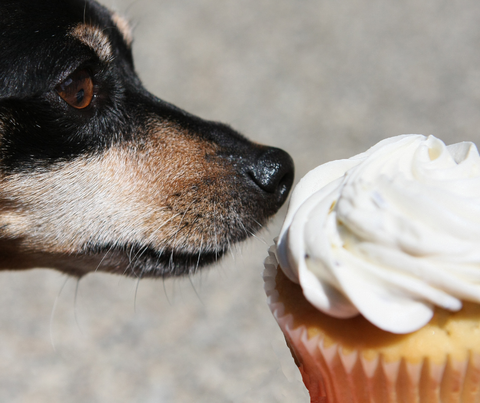 RISO SOFFIATO PER CANI: SI O NO? - RICETTE DA CANI